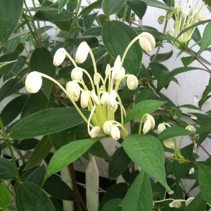 Musical Note Clerodendrum incisum, Rotheca Chains of Glory Gallon Plant