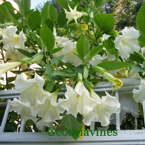 Brugmansia Kyles Giant White Angel Trumpet TWO UNROOTED cuttings