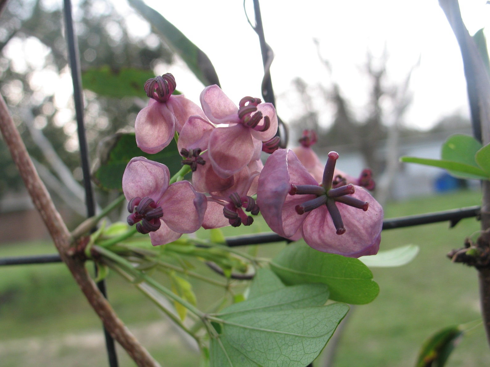 Akebia Quinata Chocolate Vine 10 Seeds - Etsy