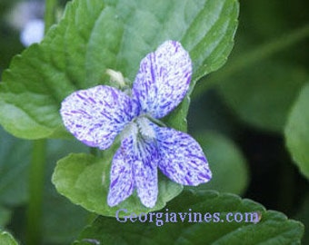 Viola sororia Freckles 15 seeds