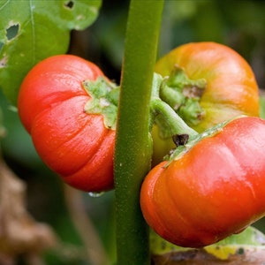 Rare African Eggplant Plant for Sale - – Sow Exotic