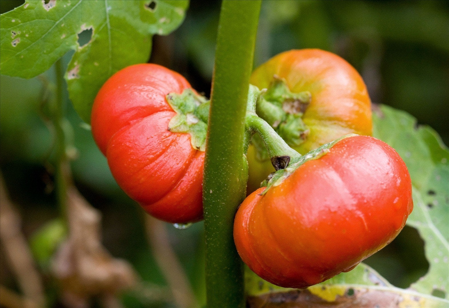 25 TURKISH ORANGE EGGPLANT Scarlet Solanum Aethiopicum Fruit Vegetable Seeds