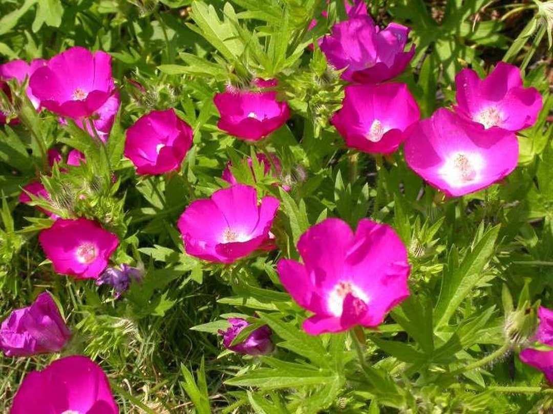 Callirhoe Involucrata | Purple Poppy Mallow 10 Seeds - Etsy