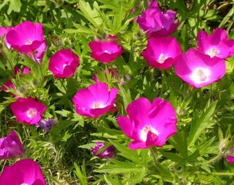Callirhoe involucrata | Purple poppy mallow 10 seeds
