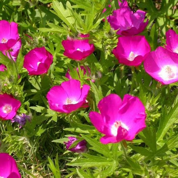 Callirhoe involucrata | Purple poppy mallow 10 seeds