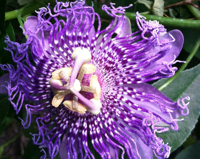 Passiflora Incense Pint Plant Etsy