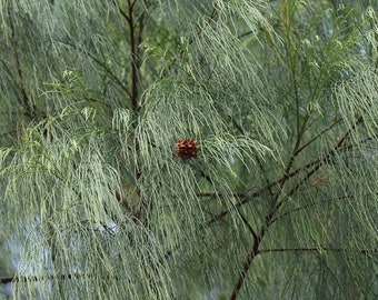 Casuarina equisetifolia Coastal She-Oak Tree Horsetail She-Oak 30 seeds