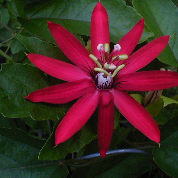 Passiflora manicata Red Passion Flower 8 seeds