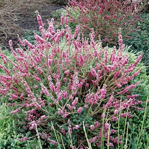 Garland Flower Daphne mezereum Paradise 8 seeds