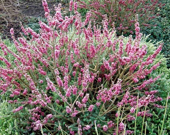 Garland Flower Daphne mezereum Paradise 8 seeds