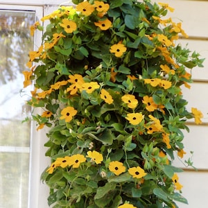 Thunbergia alata Black Eyed Susan vine 10 seeds