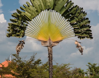 Travelers Palm | Ravenala madagascariensis 10 seeds