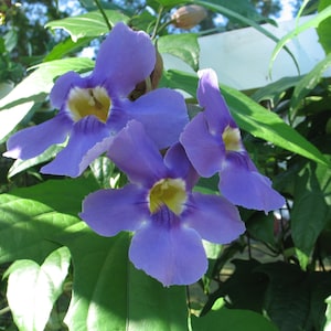 Thunbergia grandiflora Blue Sky Vine Augusta Gallon Plant