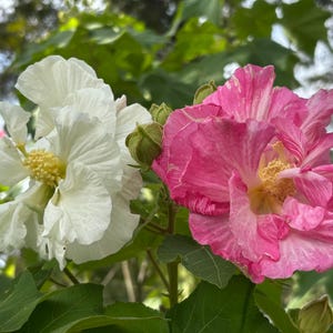May include: Close-up of two large flowers, one white and one pink, with yellow centers. The flowers are surrounded by green leaves and buds, with a blurred background of more foliage.