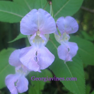 Impatiens glandulifera Indian Balsam lavender 8 seeds