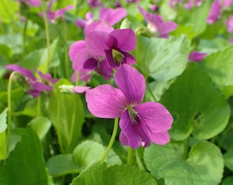 Viola sororia Rubra Emperor Magenta Red 10 seeds