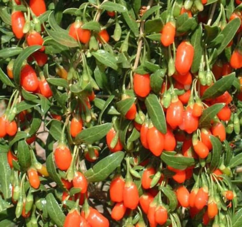 Lycium Chinense Wolfberries Goji Berries 20 Seeds - Etsy