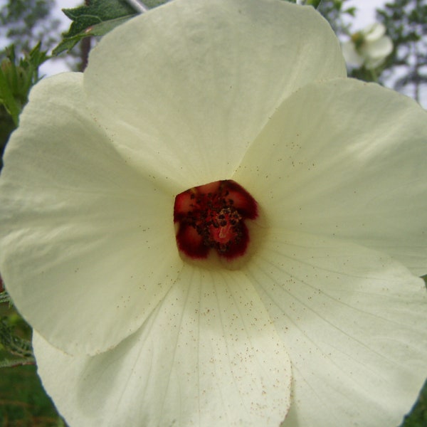 Brown Indian Hemp Hibiscus cannabinus 10 seeds