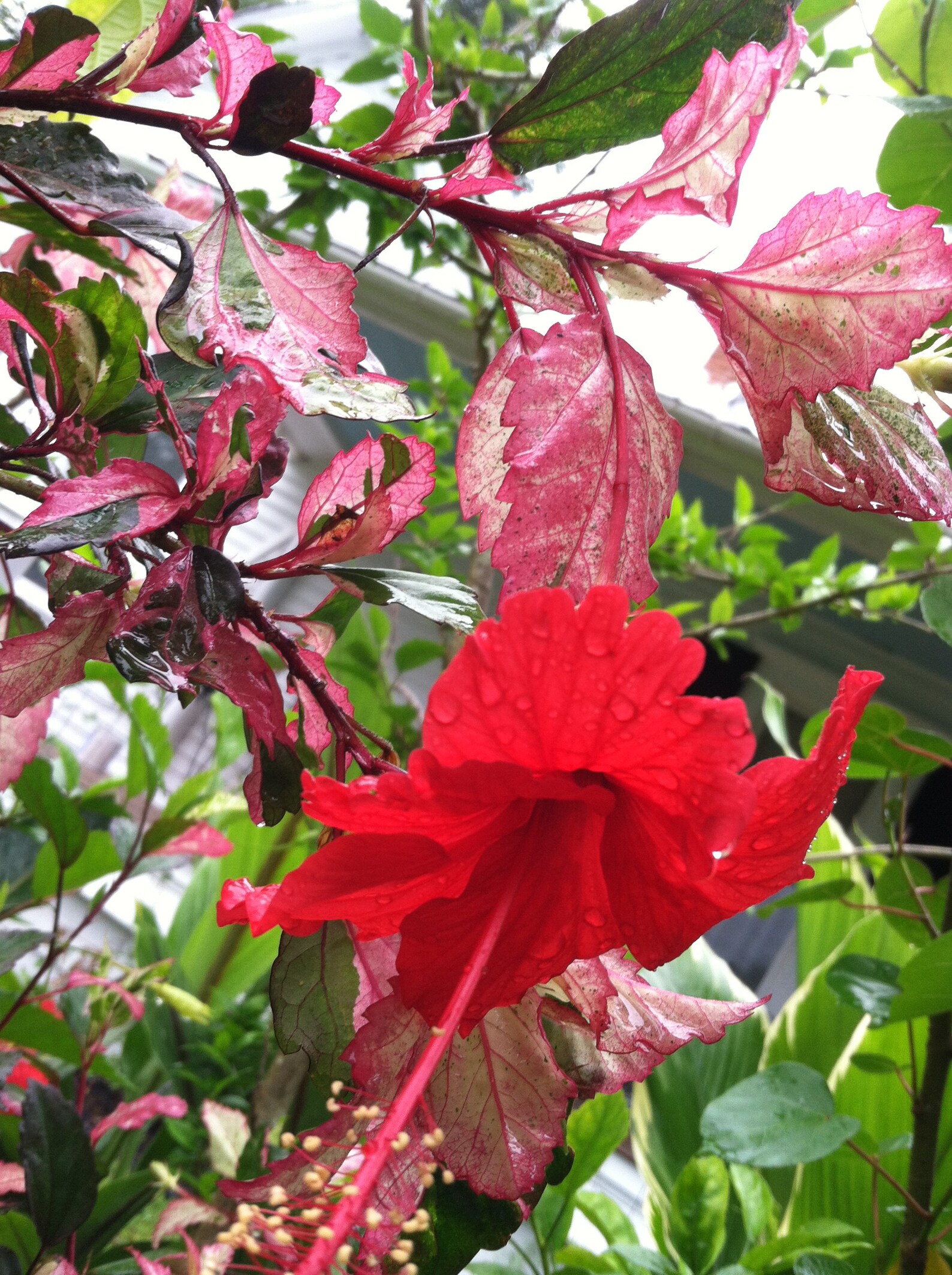 Hibiscus cooperii quart plant Etsy