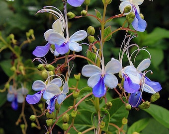 May include: Close-up of a cluster of blue and white flowers with long, delicate stamens. The flowers have a unique shape and are surrounded by green leaves and buds. The image showcases the beauty of nature.
