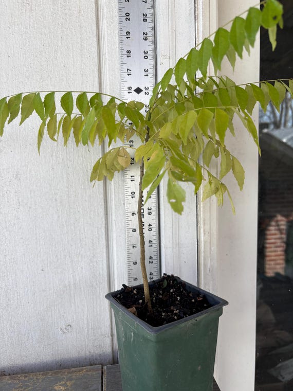 Murraya Koenigii Curry Leaf Plant Quart Plant - Etsy