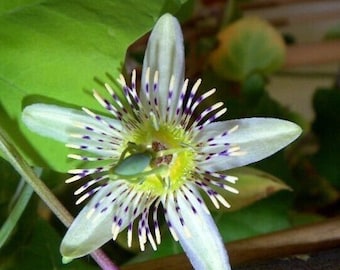 Passiflora gracilis Annual Passion Flower 10 seeds