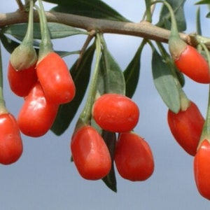 Lycium chinense Wolfberries Goji Berries 20 seeds