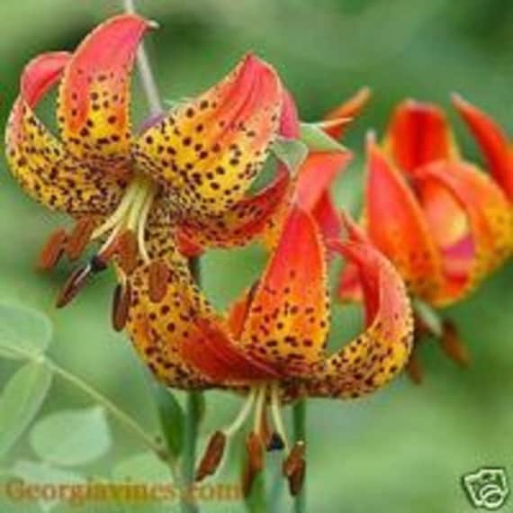 Lilium michiganense Michigan Lily 10 seeds Etsy