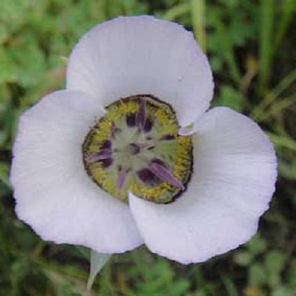 Calochortus gunnisonii Mariposa Lily 10 seeds