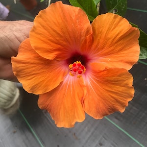 Hibiscus rosa sinensis Orange Lagos quart Plant
