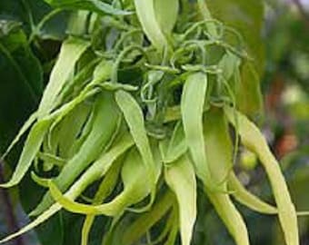 Cananga odorata Ylang Ylang Tree 10 seeds