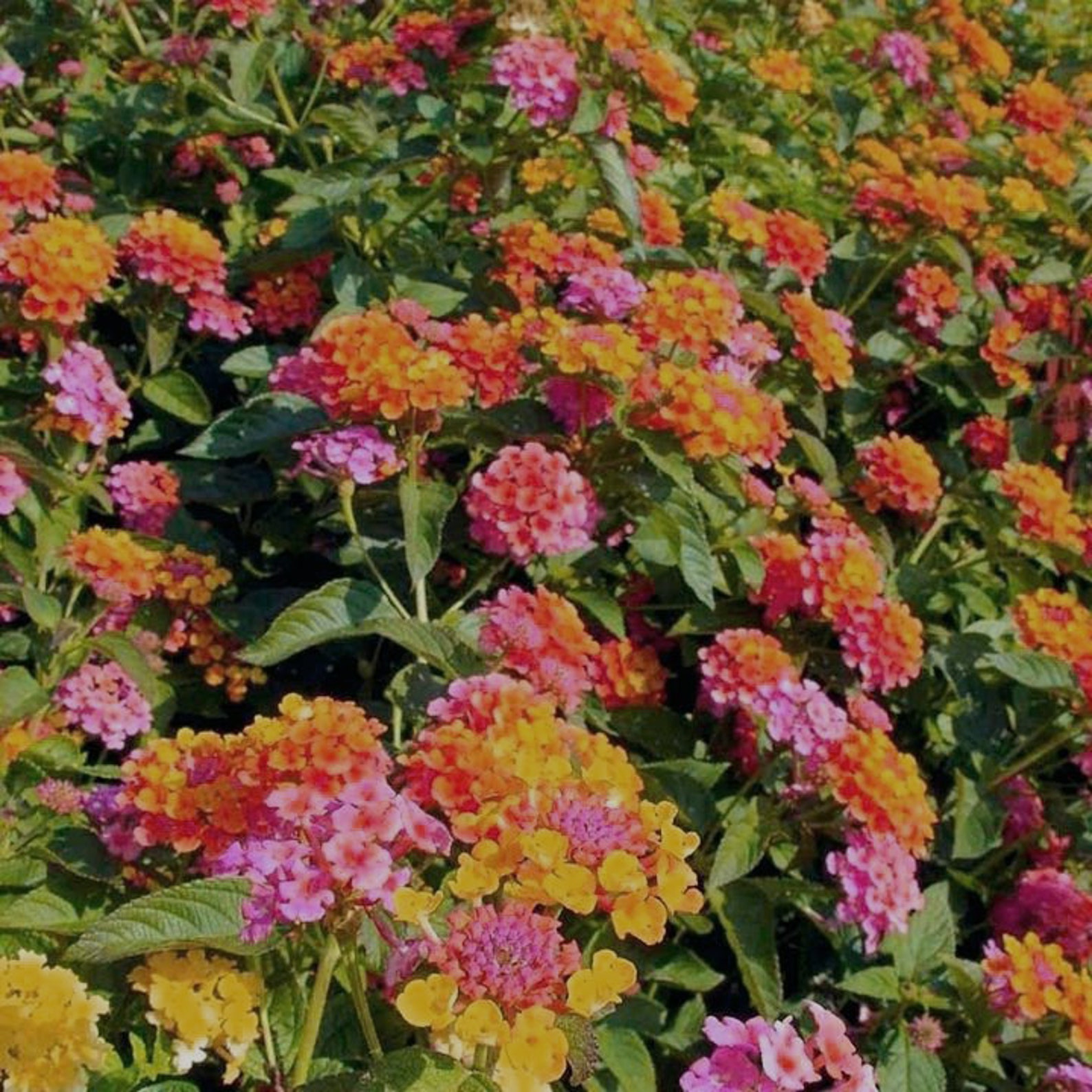 Lantana Ham and Eggs Pint Plant Etsy