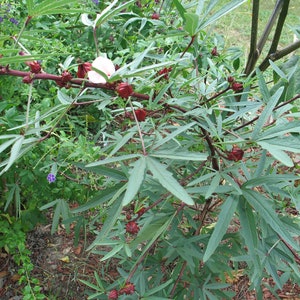 Jamaican Cocktail purple Sorrell Hibiscus sabdariffa 10 seeds