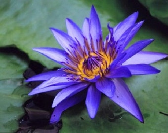 Nymphaea caerulea Blue Water Lily 10 seeds