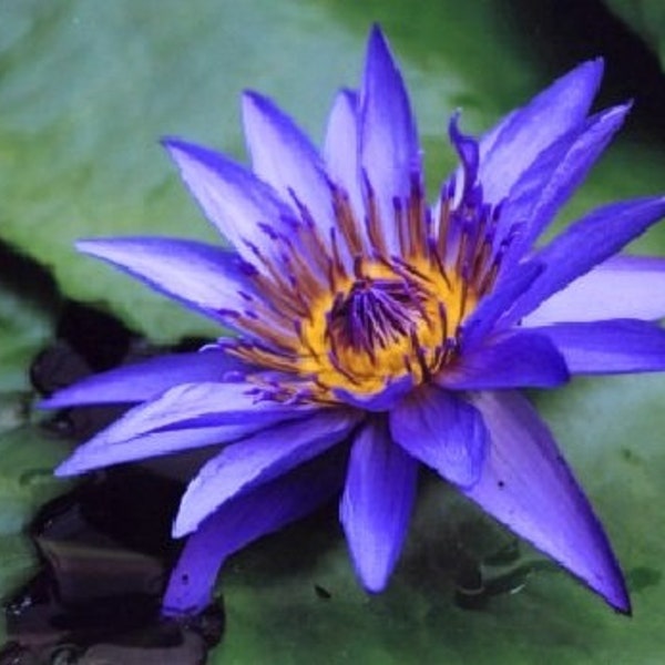 Nymphaea caerulea Blue Water Lily 10 seeds