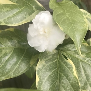Tabernaemontana divaricata fragrant Flora Pleno Variegated Cape Jasmine gallon plant
