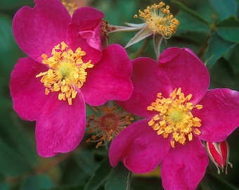 Rosa gymnocarpa dwarf wood rose 5 seeds