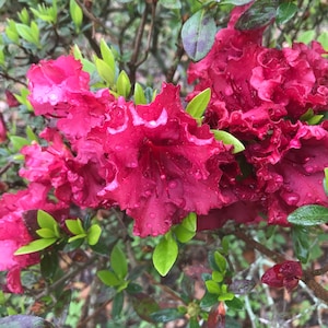 Rhododendron Azalea Rutherfordiana hybrid Red Ruffles pint plant