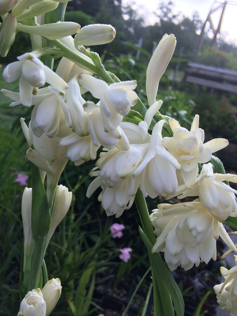 Tuberose Polianthes Double White The Pearl starter plant Etsy