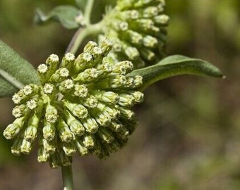 Asclepias viridiflora Green Comet 10 seeds