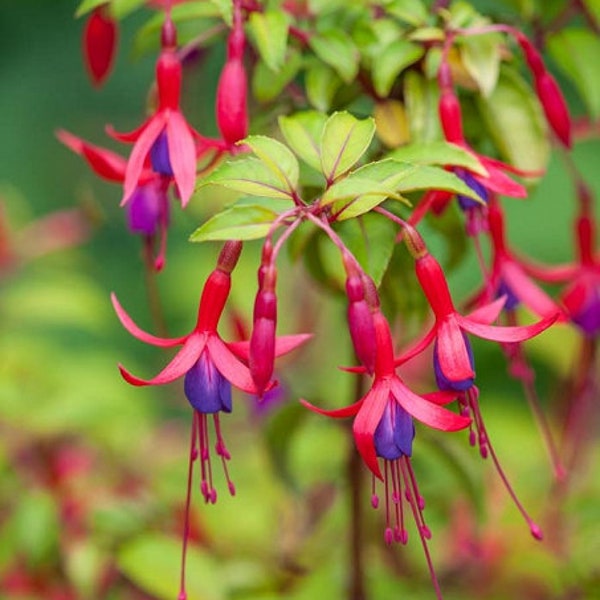 Fuchsia magellanica Hardy Bush fuchsia | 15 Seeds