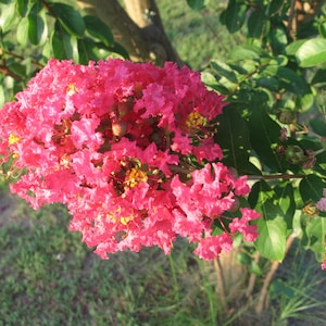 Crape Myrtle |Pink Velour |  Lagerstroemia | 10 seeds