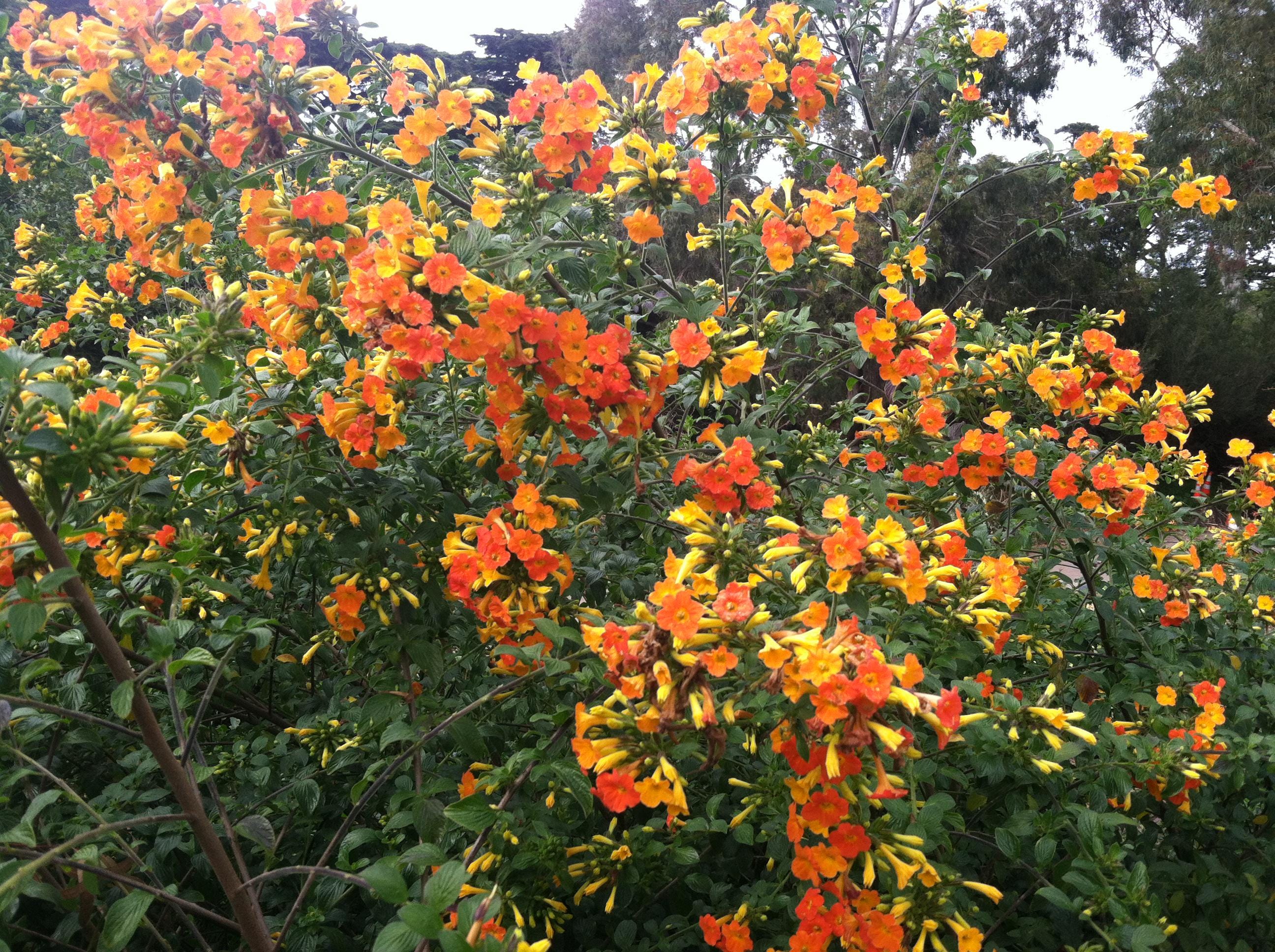 Marmalade Bush | Streptosolen Jamesonii |fire Bush 10 Seeds - Etsy