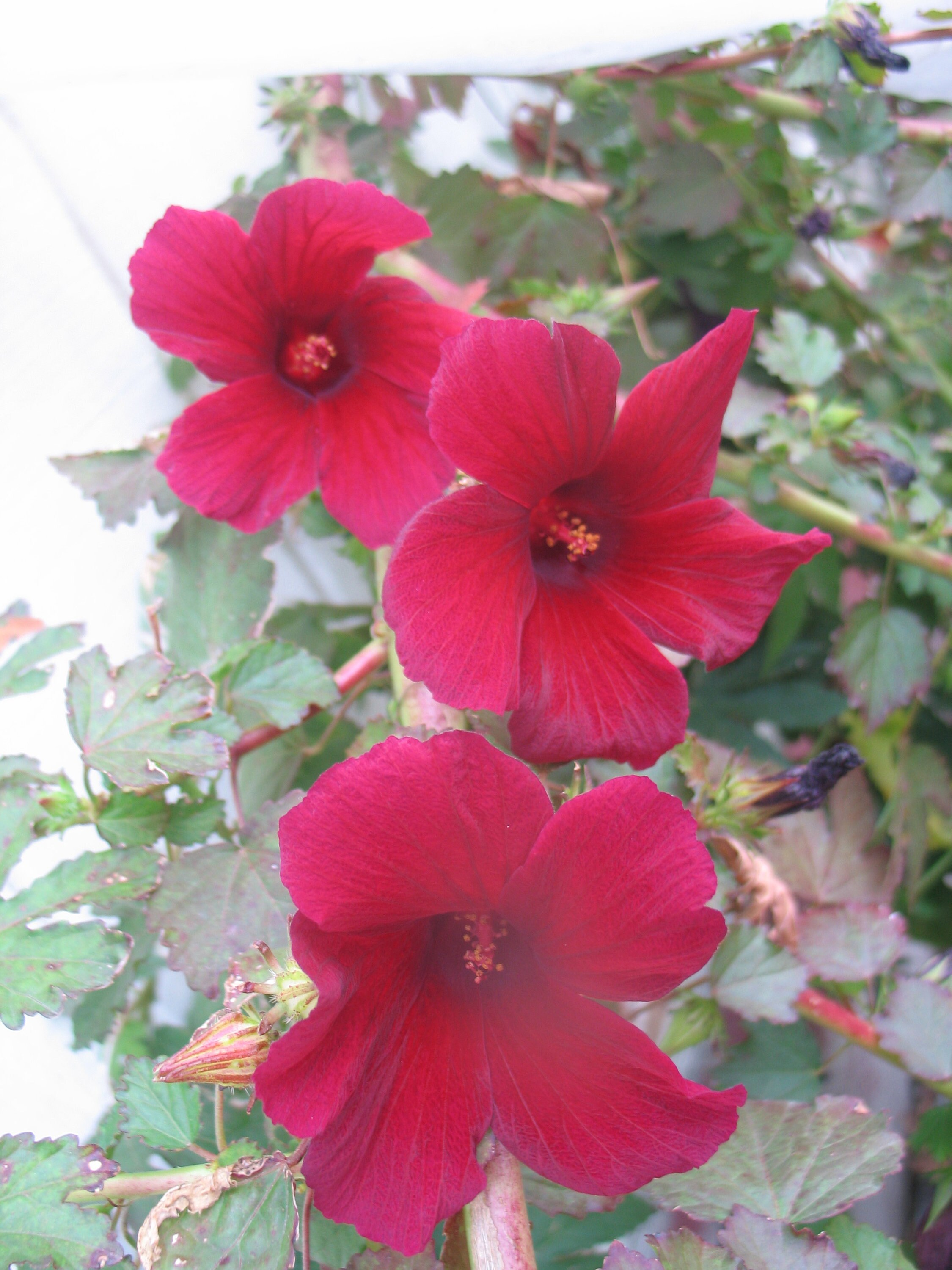 Hibiscus Lord Baltimore pint plants Etsy