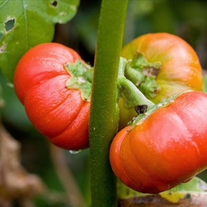 African eggplant Solanum aethiopicum 10 seeds image 1