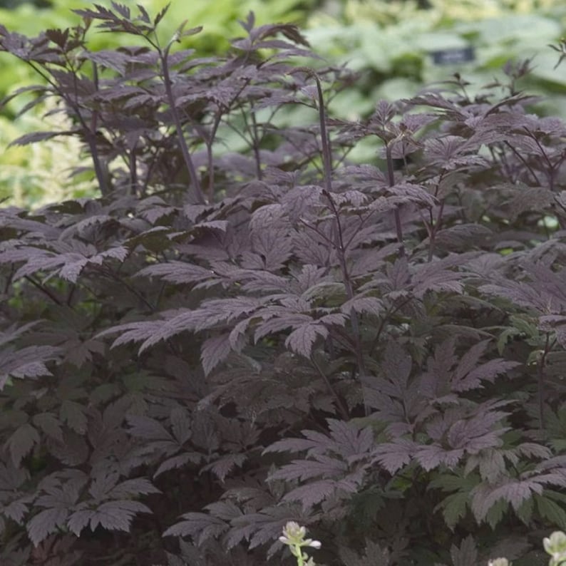 Cimicifuga racemosa Atropurpurea Actaea simplex 10 seeds image 2