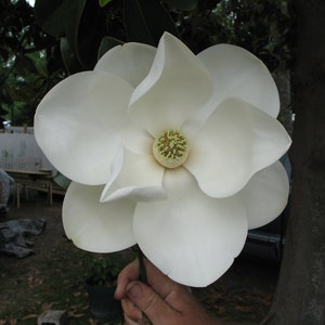 Magnolia grandiflora Southern Magnolia Tree plant