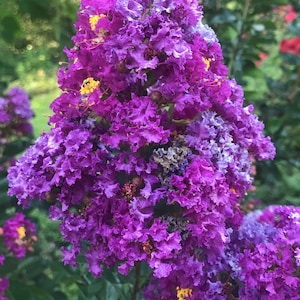 Dwarf Crape Myrtle Purple Velvet 20 seeds