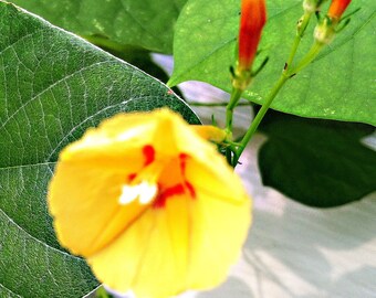 Morning Glory Ipomoea hederifolia Pumpkin 8 seeds