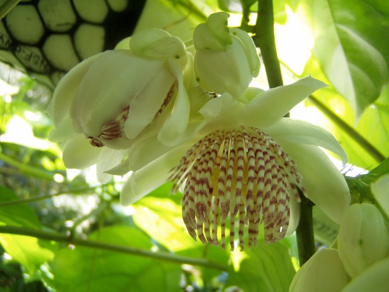 Passiflora nigradenia 5 semillas imagen 4